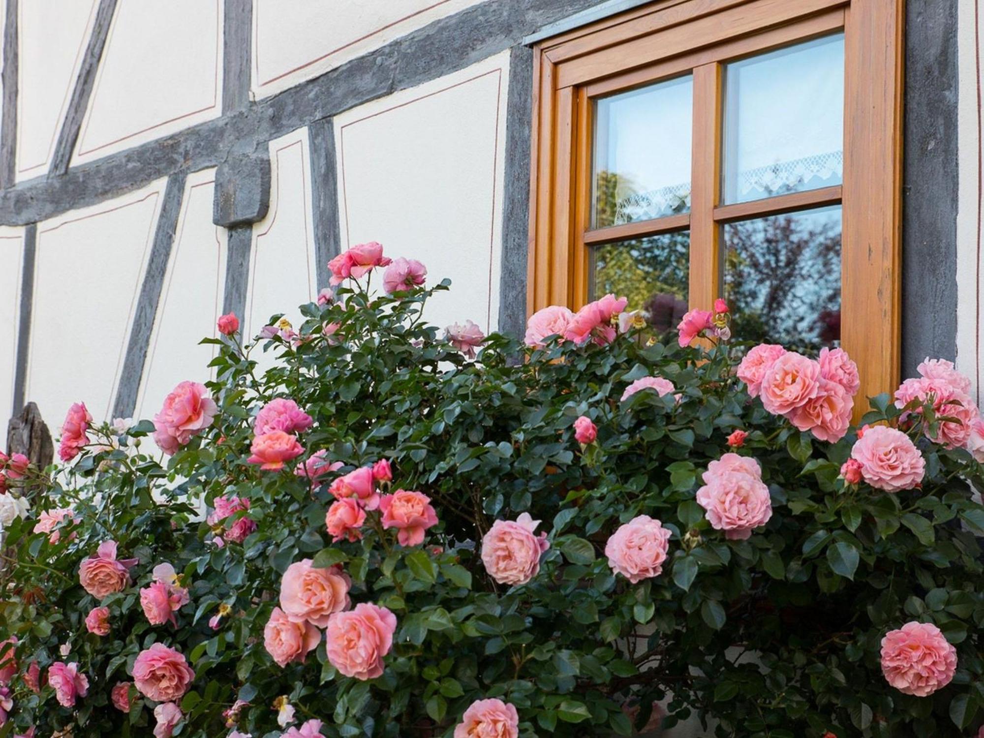Fachwerktraum Im Hof Apartment Alheim ภายนอก รูปภาพ